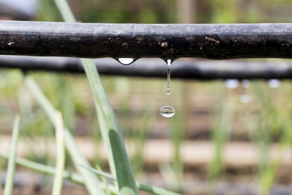 Drip Line Installation