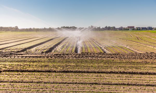 Field Irrigation Installation in Alexandria