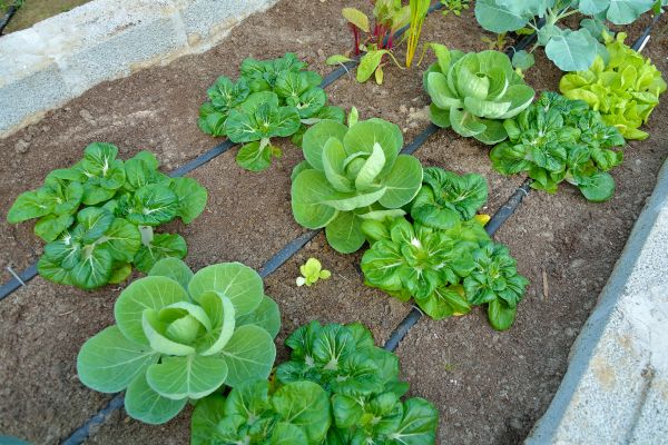 Subsurface Irrigation Service