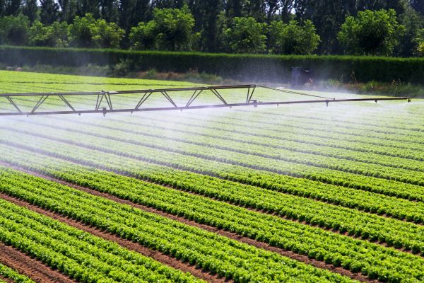 Mist Irrigation Installation in Alexandria